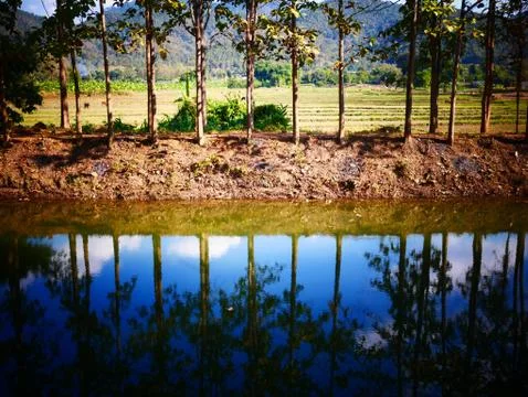 Water reflections with trees Stock Photos