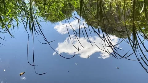 The water reflects the blue sky and white clouds and trees Stock Footage 232015003