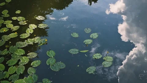 Water reflects clouds above while lily pads float on the surface. Surrounding Stockbeeldmateriaal 344527995