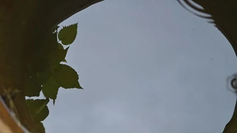 Water reflects the sky while leaves float gently on the surface. Ripples emerge Vidéo 344669905