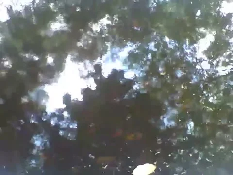 The water reflects the trees around the science museum, there are leaves too Stock Footage 162283402