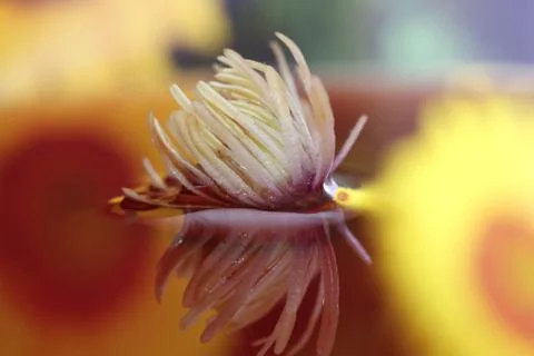 Water refractions Stock Photos