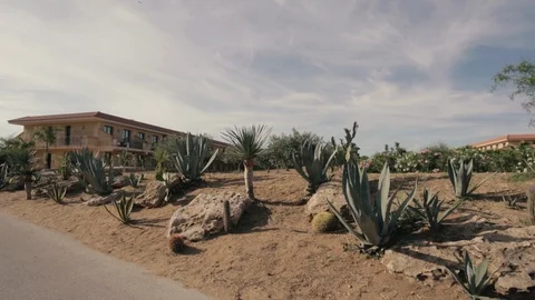 Water retaining plants Stock Footage 86736755