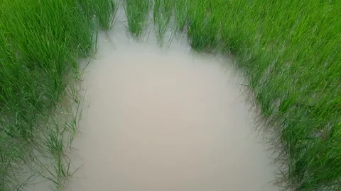 Water in the rice field. Stock Footage 141753698