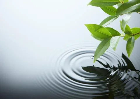 Water ripple and leaf Stock Photos