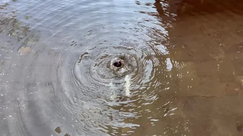 Water ripple motion pattern, circular round ripple spreading from water fountain Vídeos de archivo 295369924