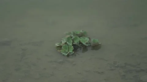 Water Ripple with plants Stock Footage 186452098