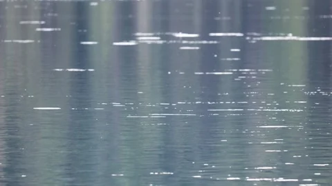 The water is rippled by the splash of fish. Stock Footage 315885394