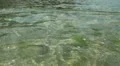 Water ripples and sun reflections in low tide water HD Footage