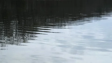 Water Ripples and Tree Reflections on Calm Lake Surface Stock Footage 331895810
