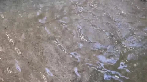 Water Ripples Stock Footage 146380797