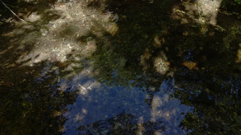 Water Ripples in Forest Creek Stock Footage 249280237