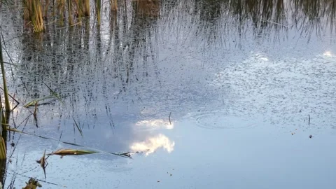 Water ripples from insects on pond surface with sky reflection Stock Footage 330733140