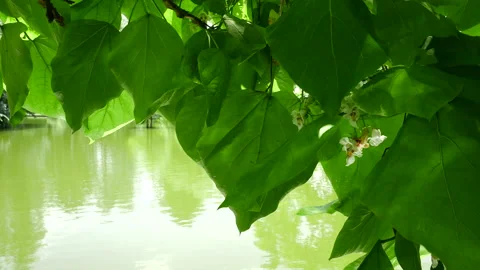 Water ripples reflect light onto green leaves. Sunlight twinkling on  tree fo Stock Footage