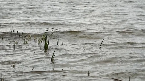 Water ripples surface Vídeos de archivo 75681914
