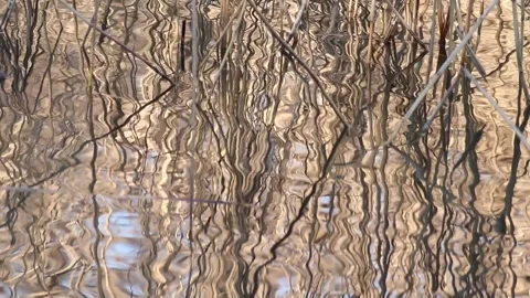 Water ripples on the surface of a pond Stock Footage 269141657