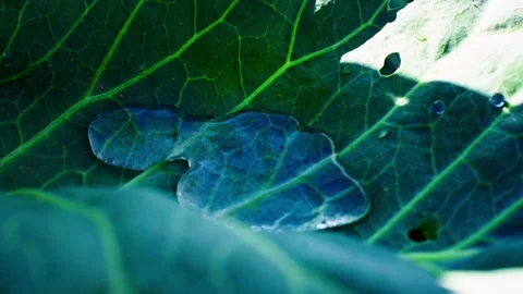 Water Rippling on Leaf Surface in Close up View Video stock 307135071