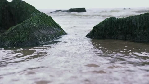 Water Rising Between Seaweed Algae On A Stone Stock Footage 130676866