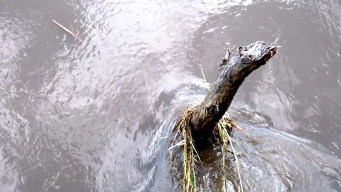 Water in the river flows around a bush during a flood. fast current Video stock 271074396