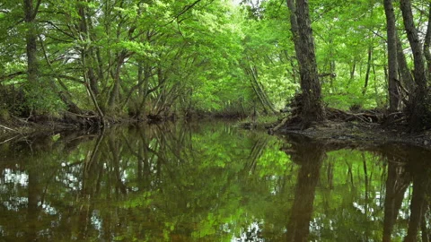  water of a river flows reflecting the lush forest Stock Footage 143363223