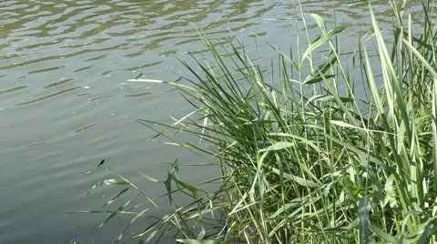 The water in the river Stock Footage 53191240