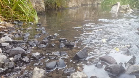 Water river Stock Footage 112884987