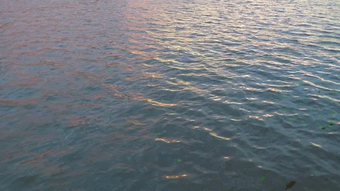 Water of river full screen view, green leaves on surface Stock Footage 111268242