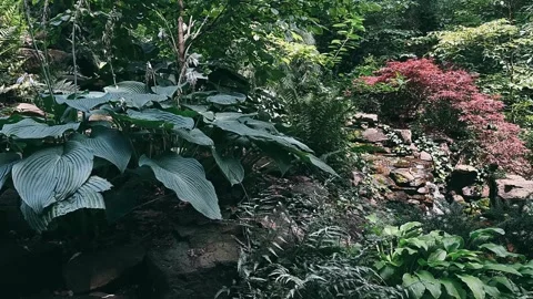 Water, river, nature, forest, stream, mountain, waterfall, landscape, green, Stock Footage 247138191