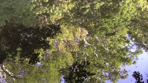 Water river reflecting forest Stock Footage 80278708