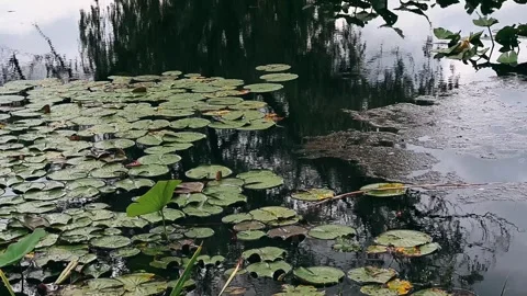 Water, river, stream, nature, forest, autumn, tree, fall, creek, stone, Stock Footage 246821144