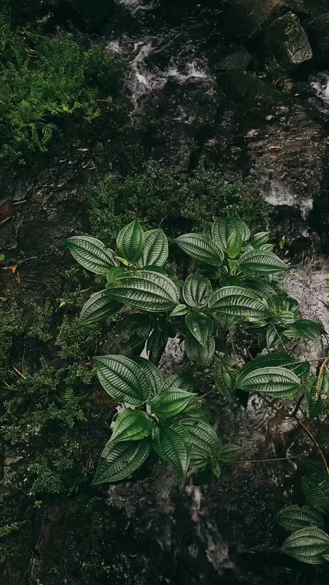 Water, river, stream, nature, waterfall, mountain, rocks, landscape,wet Stock Footage 233713645