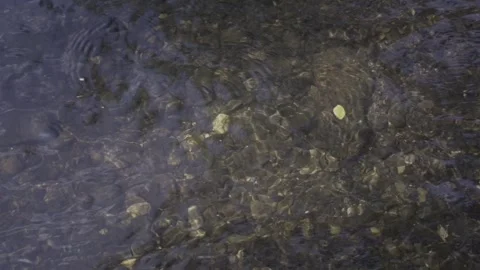 Water River Stream Overfall Bottom Gravel Stones Day 2026 a Stock Footage 341479111