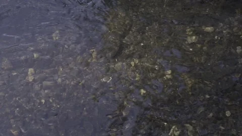 Water River Stream Overfall Bottom Gravel Stones Day 2026 c Stock Footage 341479120