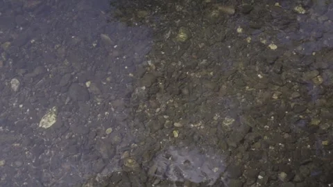 Water River Stream Overfall Bottom Gravel Stones Day 2026 e Stock Footage 341479241