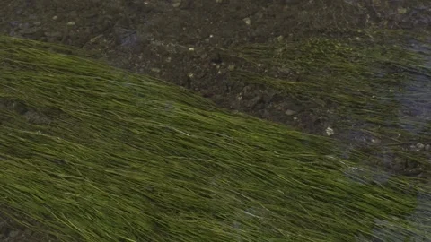 Water River Stream Overfall Green-Algae Bottom Day 2026 a Stock Footage 341479316