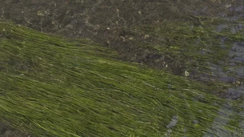 Water River Stream Overfall Green-Algae Bottom Day 2026 b Stock Footage 341479328