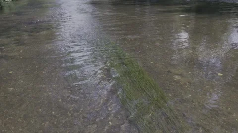 Water River Stream Overfall Green-Algae Bottom Day 2026 d Stock Footage 341479395