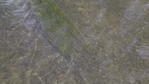 Water River Stream Overfall Green-Algae Bottom Day 2026 c Stock Footage 341479406