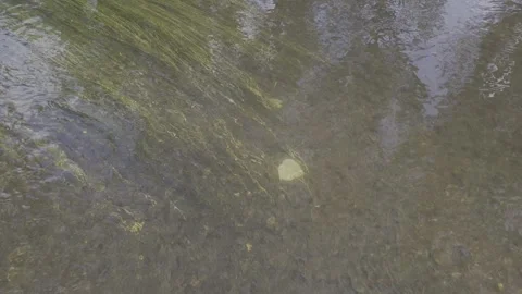 Water River Stream Overfall Green-Algae Bottom Fish Day 2026 a Stock Footage 341479431