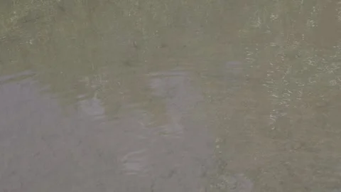 Water River Stream Overfall Green-Algae Skirt Fish Day 2026 a Stock Footage 341479439