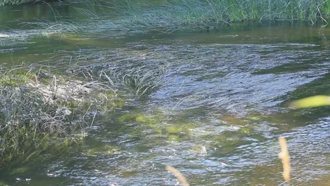 Water in river streams through algae Stock Footage 284441586