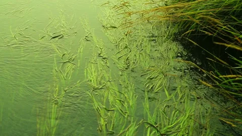 Water in the river with sunlight reflected in it. . Stock Footage 94290045