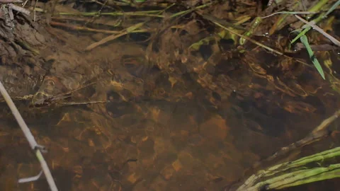 Water from rivers flows into small streams for farmers to grow rice. Stock Footage 200642035