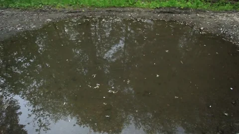 Water on the road in the spring green forest Stock Footage 259288938