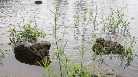 Water with Rocks and Green Grass along Willamette River Spring on a Breezy Day Video stock 23293100