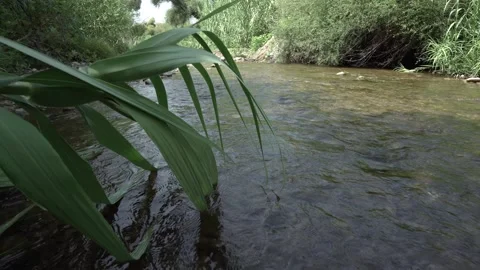 Water rolling at the river in the forest Stock-Footage 344603571