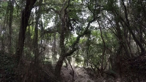 Water rolling at the river in the forest with natural sound Stock-Footage 344603464