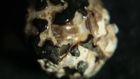 Water on a Rough Seashell Video stock 80133538