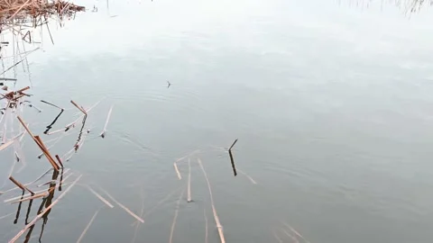 Water running by with background Stock Footage 229064108