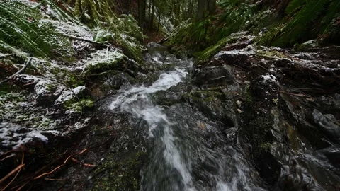 Water running down a forest stream with snow covered ferns on the sides Stock Footage 235625279